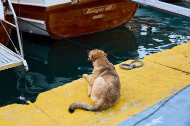 Limandaki demirli teknenin yanındaki limanda rahat bir köpek. 6 Ağustos 2025, Bodrum Türkiye.