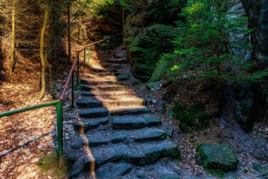 Yeşil yapraklı güneşli orman yolunda taş merdiven..