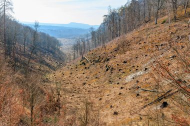 Dağlık arazide ağaç kütükleri olan çorak orman arazisi..