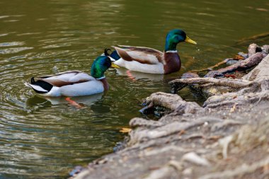 Doğal bir gölette yüzen bir çift yaban ördeği..