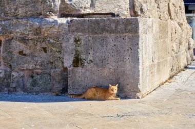Kızıl kedi güneşte dinleniyor tarihi taş duvara karşı.