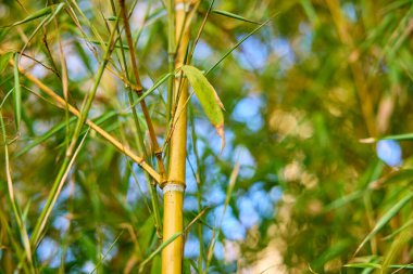 Canlı bambu koruluğu, yemyeşil sapları ve mavi gökyüzüne karşı yaprakları..