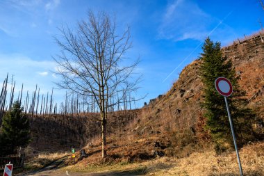 Güneşli bir günde çıplak ağaçlar ve içki yasağı tabelası olan çorak bir arazi..