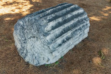 Çam iğnesinin zemin üzerindeki antik korint sütun parçası.