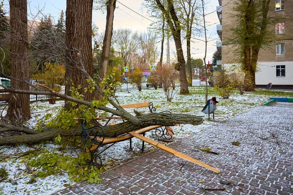 Karlı şehir parkındaki bankta devrilmiş ağaç..
