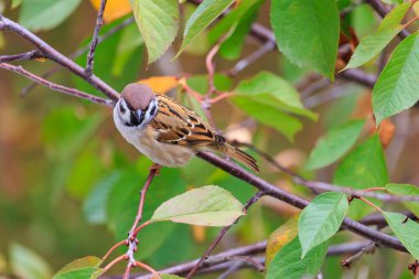 Küçük kahverengi bir kuş bir ağacın dalına tünemiştir. Kuş yere doğru bakıyor.
