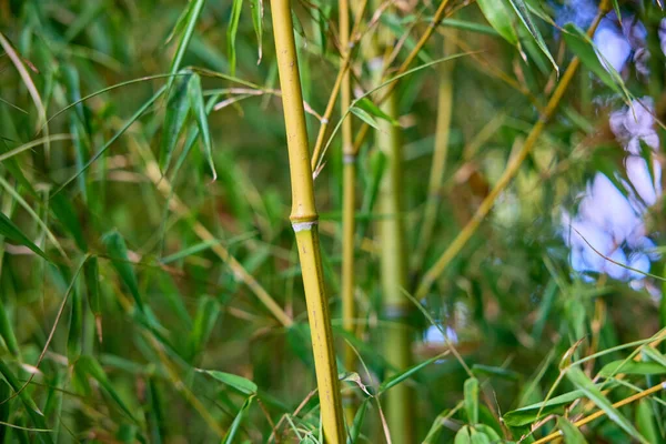 Yoğun, yemyeşil sapları ve yaprakları olan bambu koruluğu..