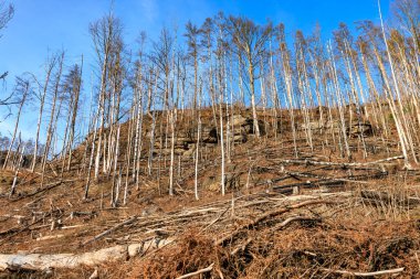 Çorak orman manzarası açık mavi gökyüzünün altında kayalık bir yamaçta devrilmiş ağaçlar..