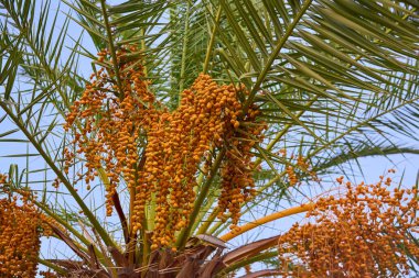 Hurma ağacının tomurcuğundan sarkan salkımlar..