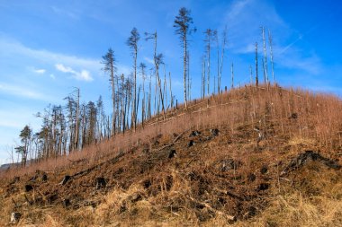 Ormansız tepe, açık mavi gökyüzünün altında seyrek ağaçlarla kaplı doğal manzara..