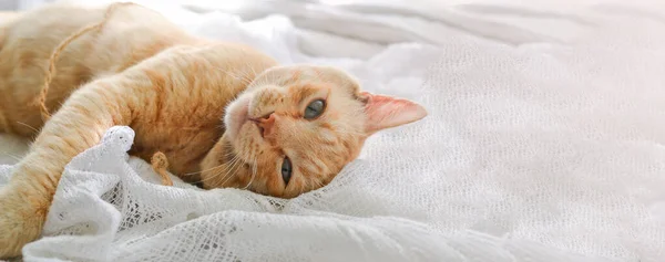 Gato Rojo Claro Una Manta Blanca Luz Ventana Hermoso Gato — Foto de Stock