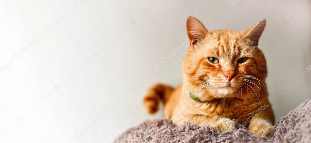 Beautiful ginger cat. Cat on a white background isolated. Red cat lies on a soft toy. home pet