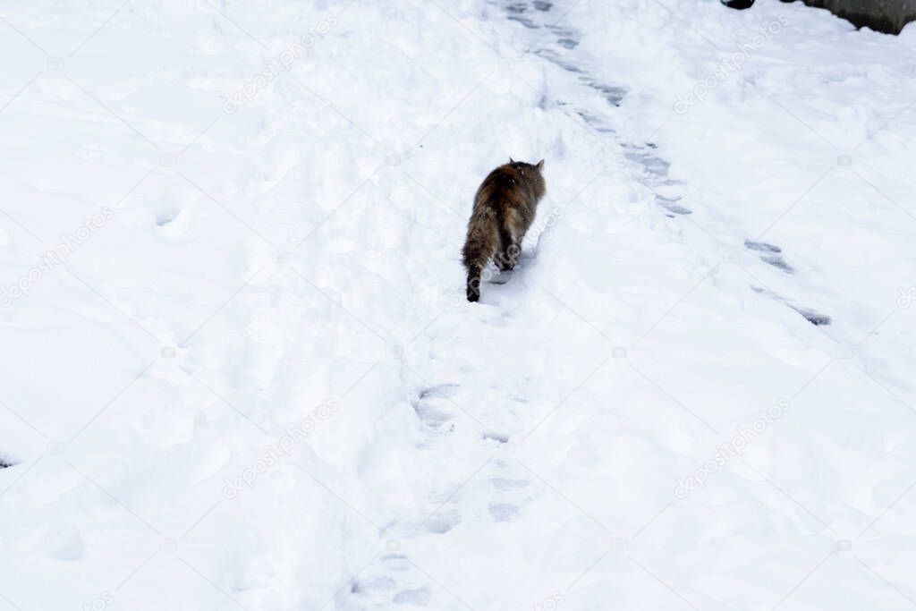 Winter season. Cat footprints in the snow. The cat walks along the snowy path.