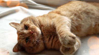 Evcil kızıl kedi. Kedi beyaz bir battaniyenin üzerinde yatıyor. Yakın plan. Bokeh etkisi