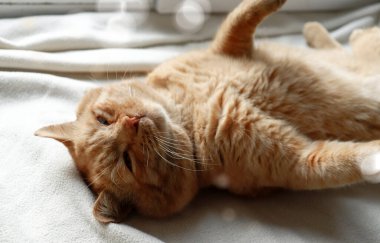 Evcil kızıl kedi. Kedi beyaz bir battaniyenin üzerinde yatıyor. Yakın plan. Bokeh etkisi