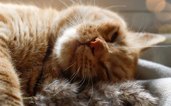 Chat Roux Domestique Chat Repose Sur Une Couverture Blanche Gros — Photo