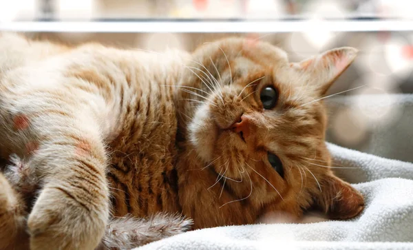 Chat Roux Domestique Chat Repose Sur Une Couverture Blanche Gros — Photo