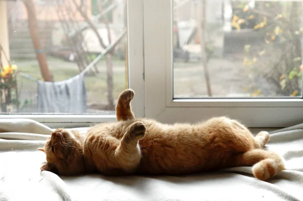 Σπιτική Κοκκινομάλλα Γάτα Γάτα Ξαπλώνει Την Πλάτη Στο Περβάζι Του — Φωτογραφία Αρχείου
