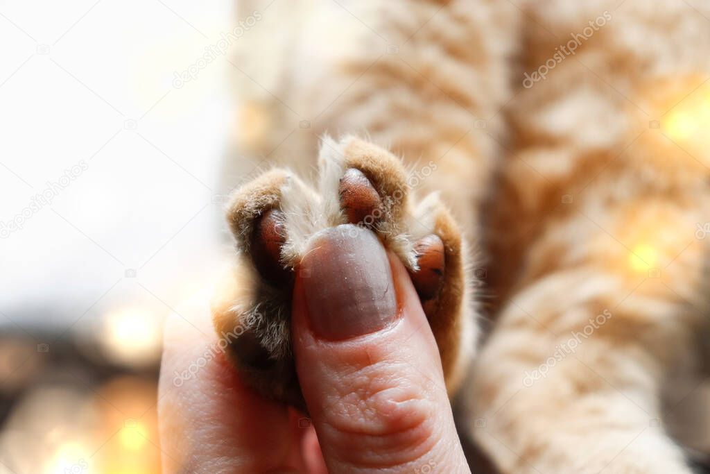 Paw of a red cat on a white background, on a white blanket. Red Cat. Female hand and paw of a cute cat.