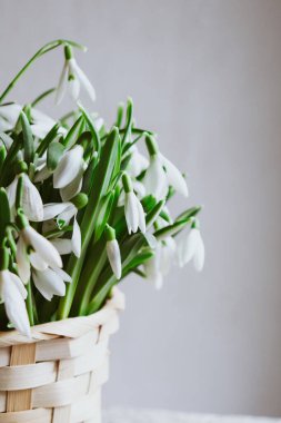 Çiçekli bahar arkaplanı. Beyaz bir arka planda sepetteki kar damlaları. Metin için yer.