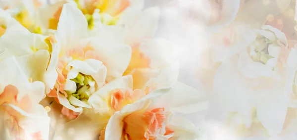 花的春天柔嫩的背景。白色、黄色和桃红色的花。Daffodils 。复制空间. — 图库照片