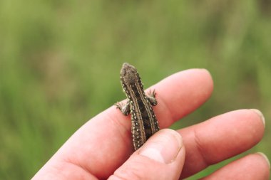 Küçük kertenkele elinde. İnsan ve doğa. Çocuk kertenkeleye parmağıyla dokunuyor.