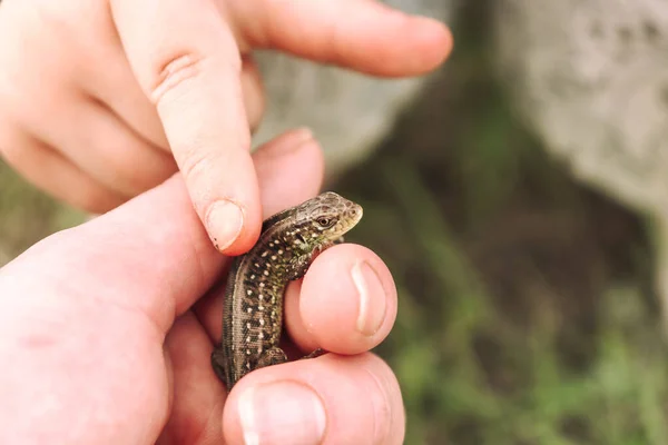 Small lizard in hand. Human and nature. The child touches the lizard with his finger