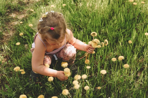 Barnet samlar blommor maskrosor på gräset. Uppfattat utrymme. Vacker blond flicka 4 år gammal. — Stockfoto