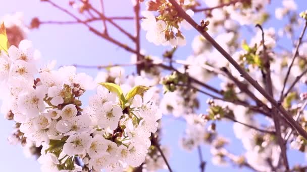 Vårblomning. Blommande körsbär bakgrund och himmel. Blommor bakgrund. — Stockvideo