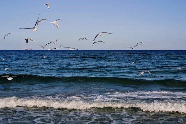 Las gaviotas vuelan sobre el mar. — Foto de Stock