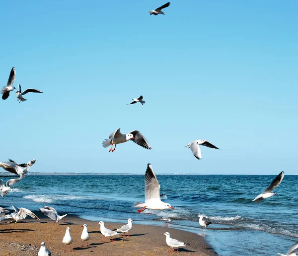 Las gaviotas vuelan sobre el mar. — Foto de Stock