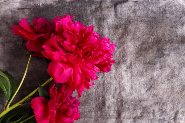 Kwiaty Szarej Tkaninie Lnianej Widok Góry Odbiór Piwonie Czerwone — Zdjęcie stockowe