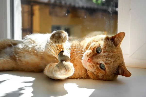 Chat Rouge Clair Sur Une Couverture Blanche Lumière Fenêtre Mignon — Photo