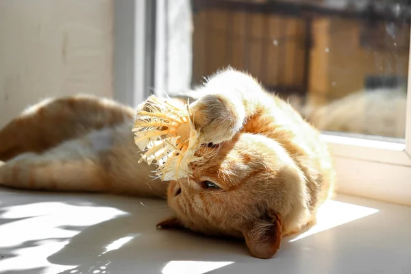 Chat Rouge Clair Sur Une Couverture Blanche Lumière Fenêtre Mignon — Photo