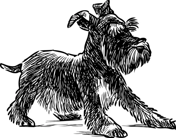 Schnauzer köpek yavrusu — Stok Vektör