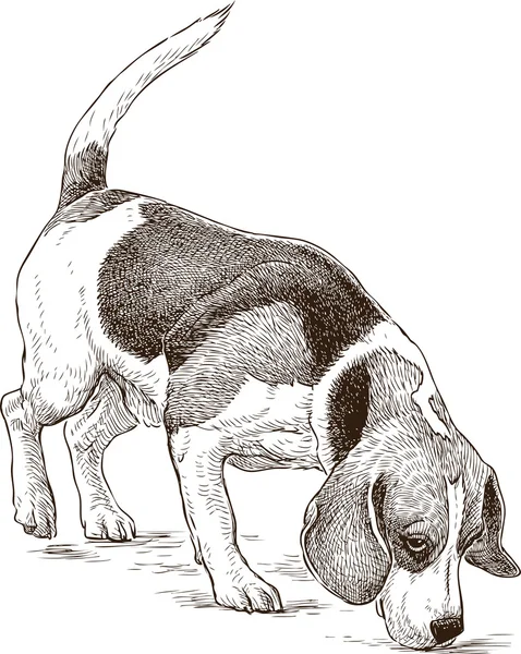 狩猟犬のスケッチ — ストックベクタ