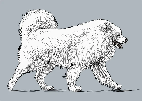 Husky blanco en un paseo — Vector de stock