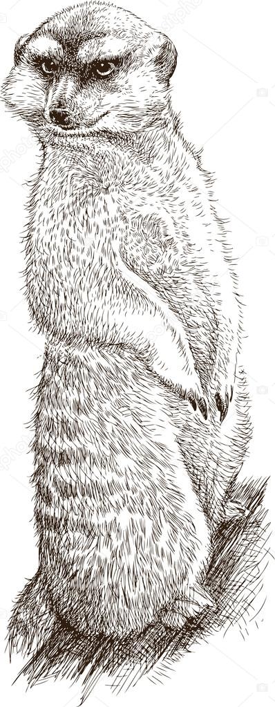 593 Mongoose Vector Images Royalty Free Mongoose Vectors Depositphotos 593 Mongoose Vector Images Royalty Free Mongoose Vectors Depositphotos