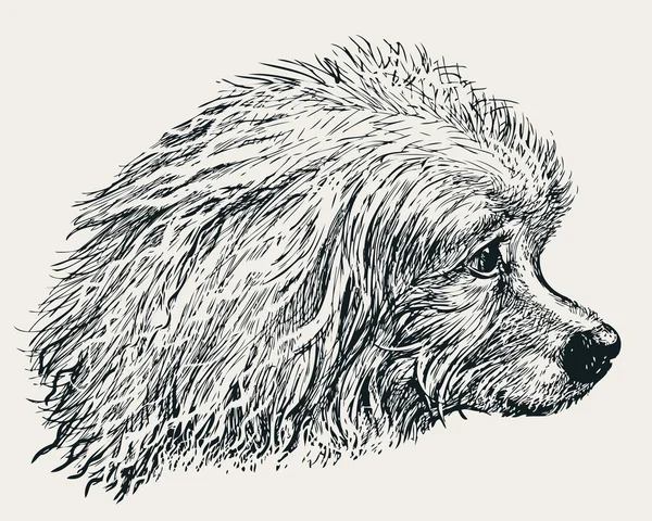 Cabeza del caniche — Archivo Imágenes Vectoriales