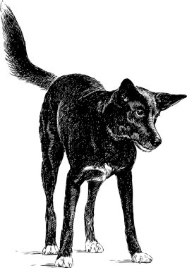 üzgün siyah köpek