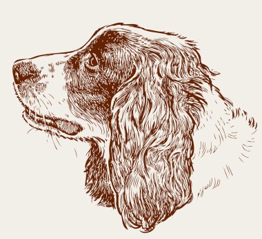  bir İspanyol başkanı