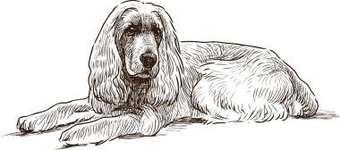  İspanyol kroki yalan