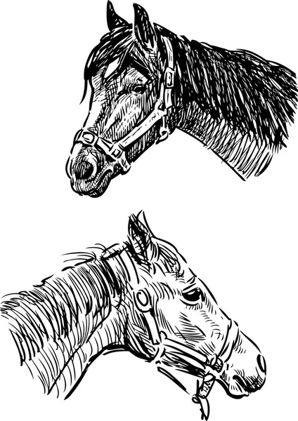 Skic hlavy koně — Stockový vektor