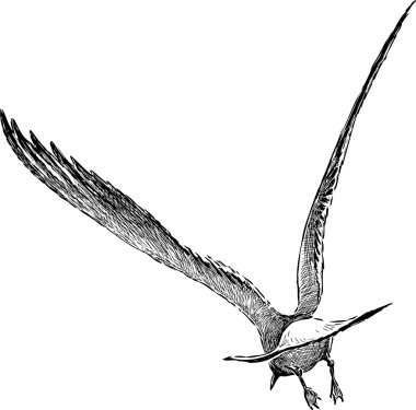 martı uçar