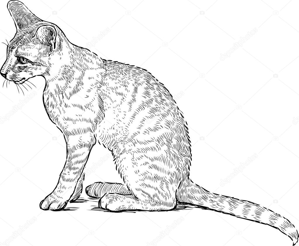 Disegno di vettore di un gatto di casa — Vettoriali di alekseimakarov