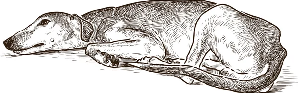 Boceto de un galgo en reposo — Archivo Imágenes Vectoriales