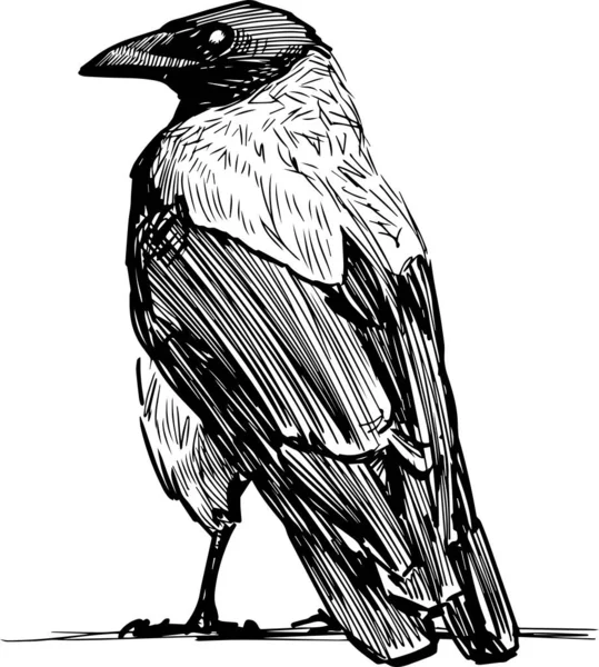 Croquis Grand Corbeau Tenant Regardant — Image vectorielle