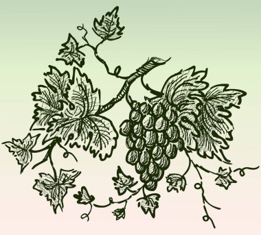 Üzüm ve yapraklı asma dalının serbest çizimi