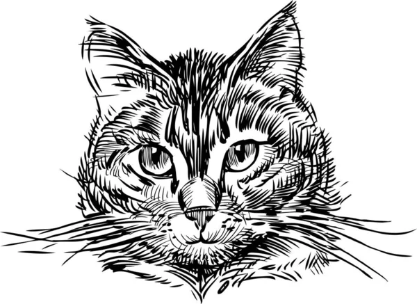 Sketch Portrait Cute Domestic Cat — Stock Vector