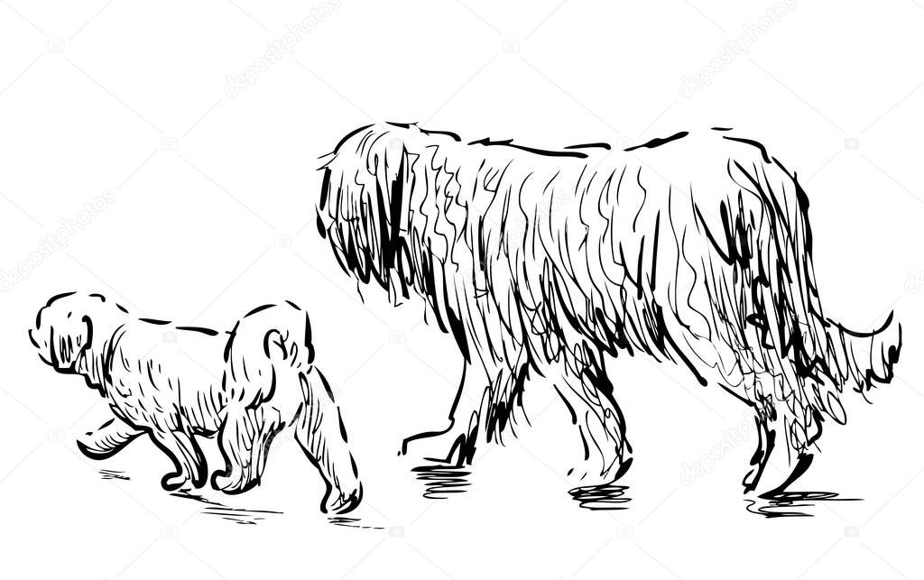 Freehand drawing of two purebred dogs walking outdoors